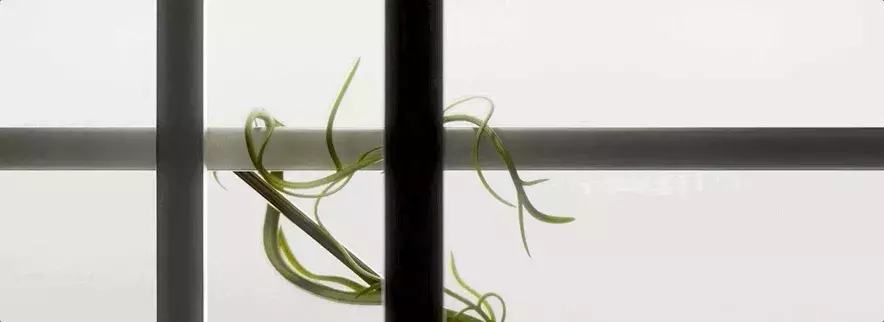 Floral Design & Illustrations Inspired by Morris