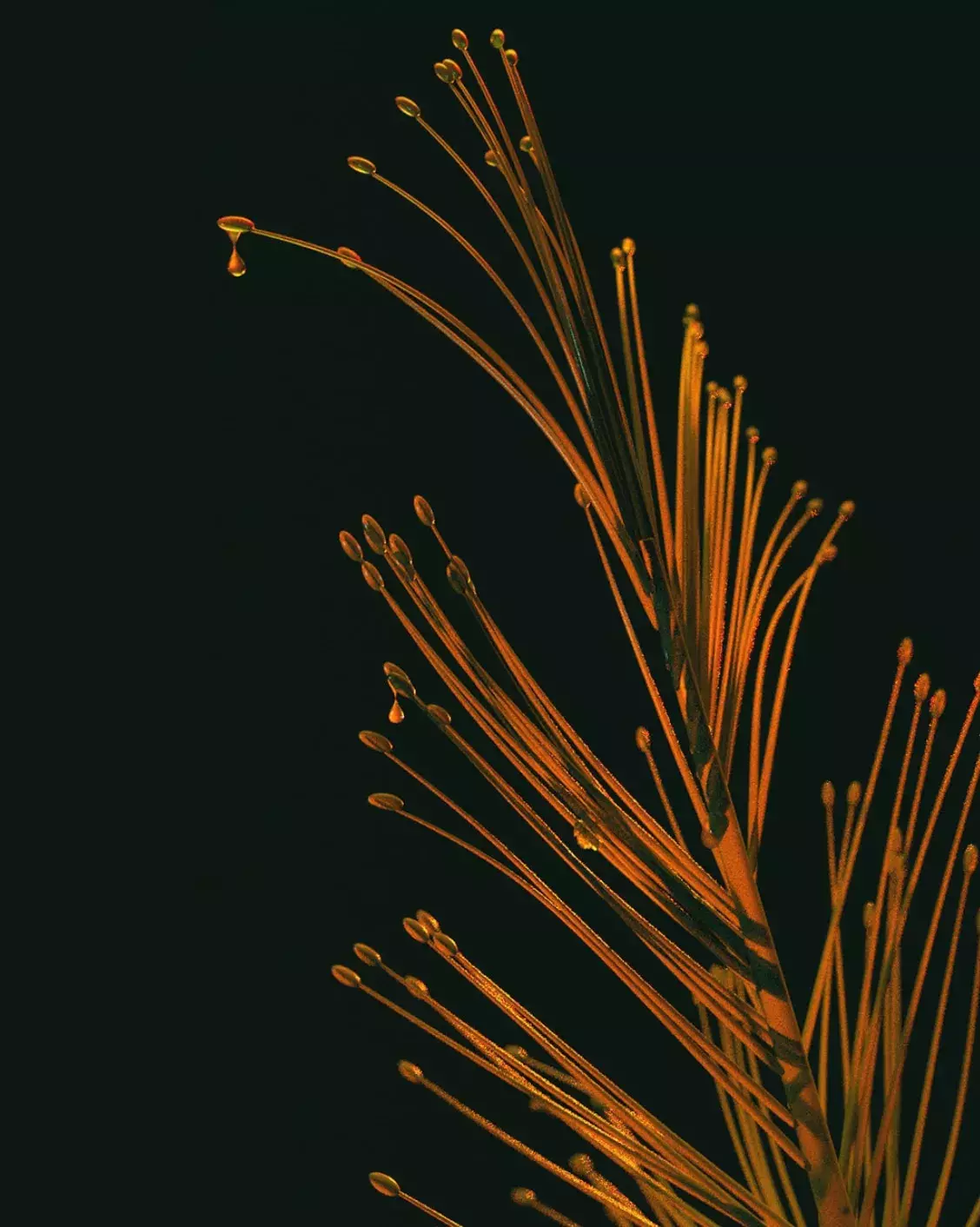 Organic Series 3D Abstract Botanicals 