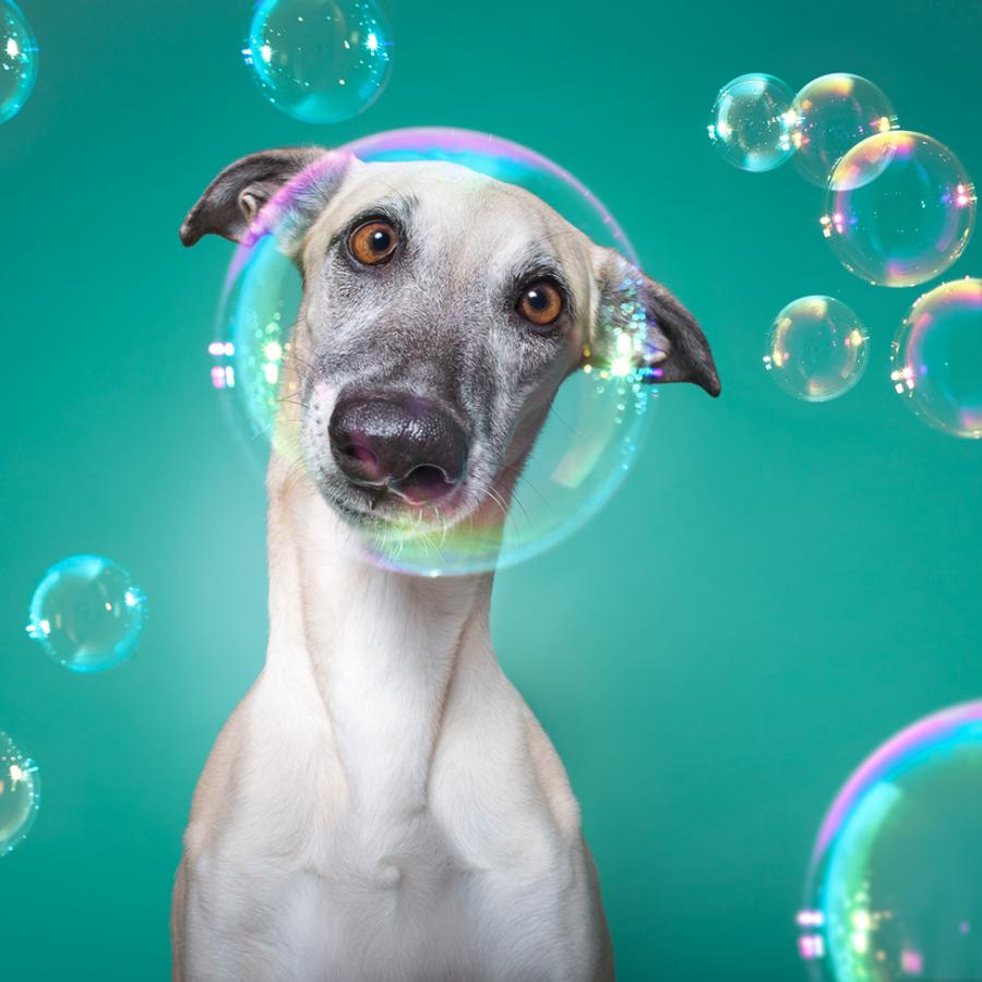 Delightful Pet Portraitures that will brighten your day